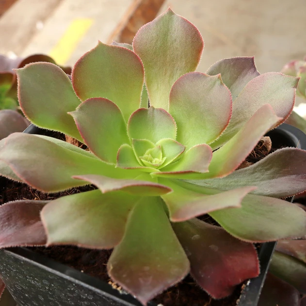 Aeonium 'Exaltation'