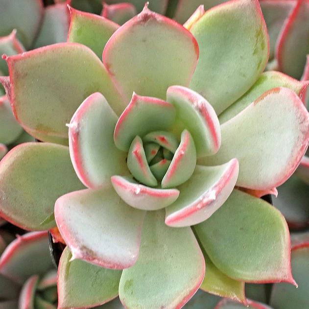Echeveria 'Iconic'