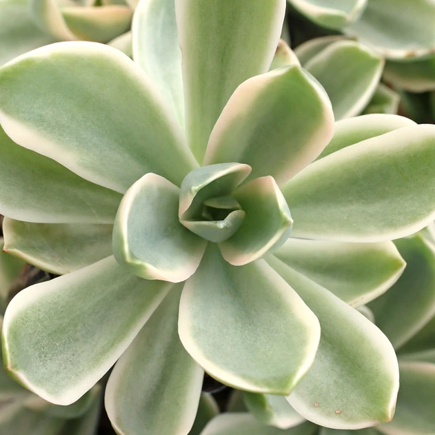 Graptoveria 'Variegated Fred Ives'