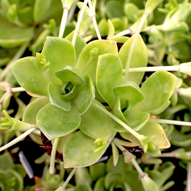 Orostachys malacophylla var. aggregata - Summer