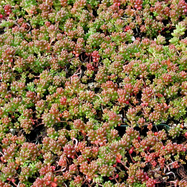 Sedum album 'Coral Carpet'