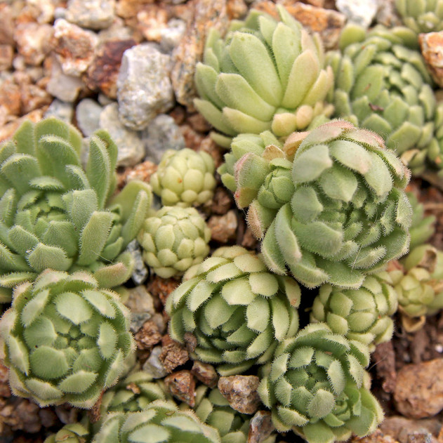 Prometheum chrysanthum (Outdoors) - August