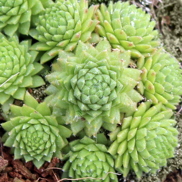 Sempervivum pumilum 'Hepworth'