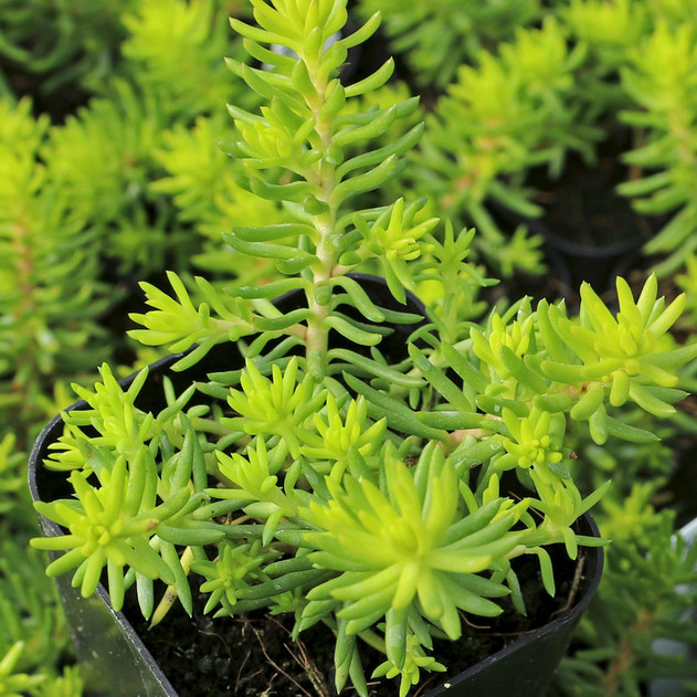 Sedum reflexum 'Angelina' - Winter