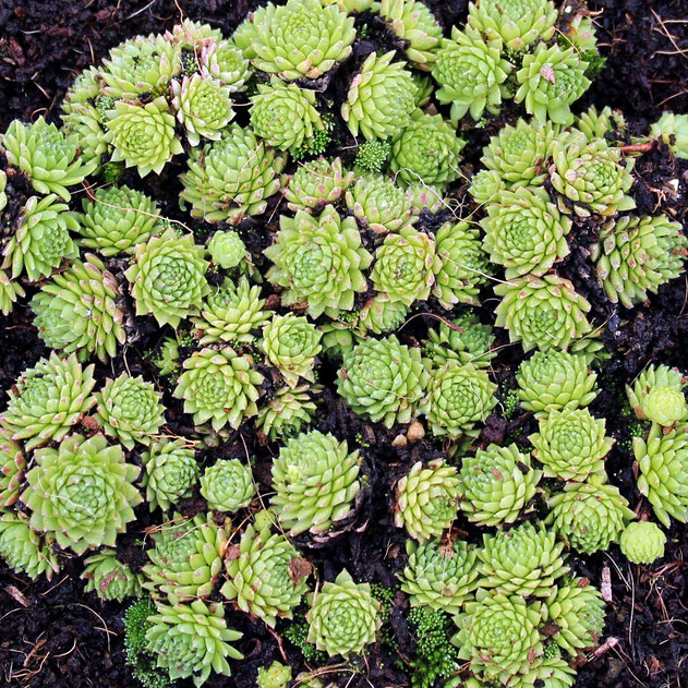 Sempervivum pumilum f/ Adyl Sue