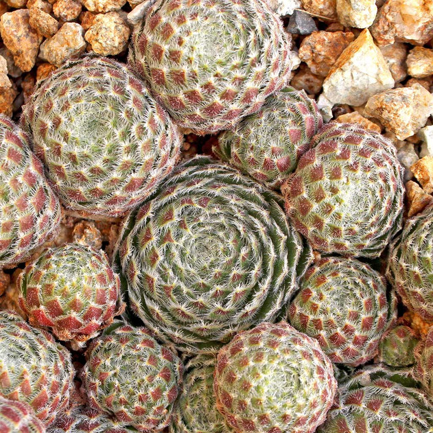 Sempervivum ciliosum f/ Ali Botusch (Outdoors) - November