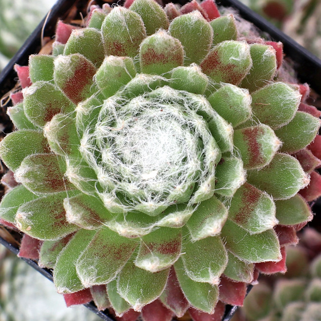 Sempervivum arachnoideum 'Robin' - June