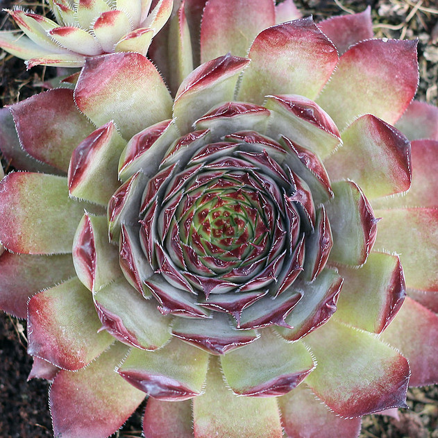 Sempervivum tectorum 'Red Purple' (Mature) - April