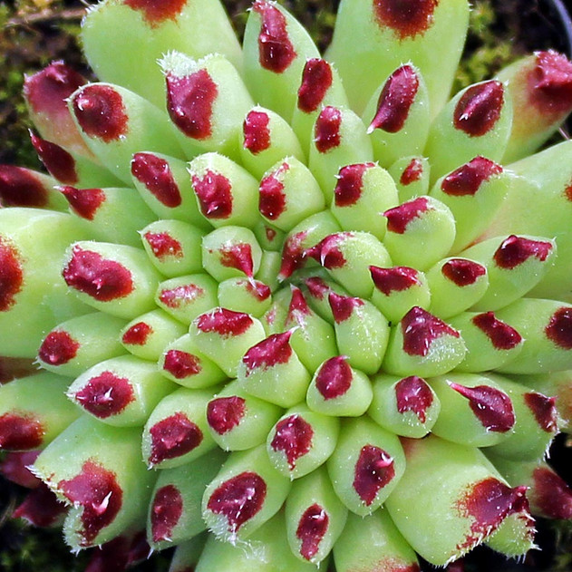 Sempervivum calcareum 'Grigg's Surprise' (Young)