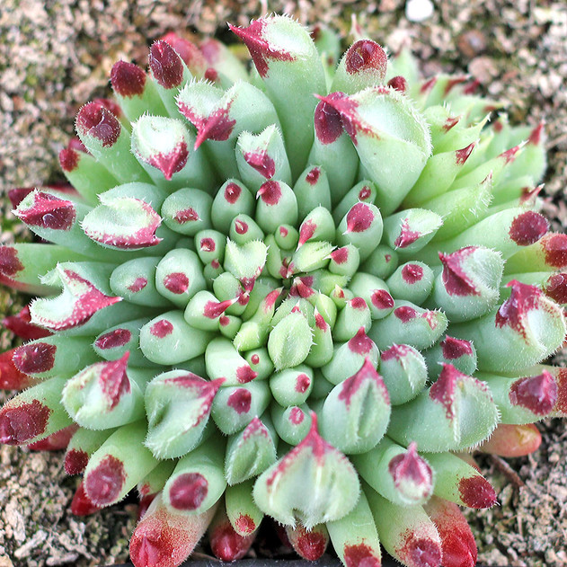 Sempervivum calcareum 'Grigg's Surprise' (Mature) - May
