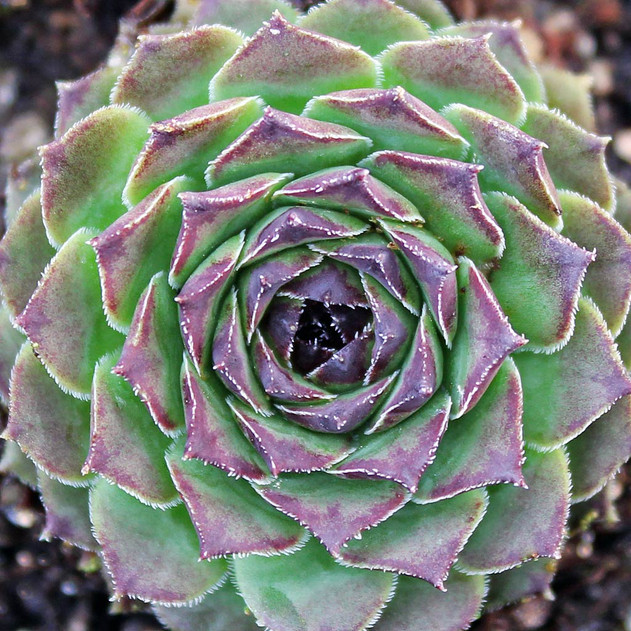 Sempervivum tectorum f/ Andorra