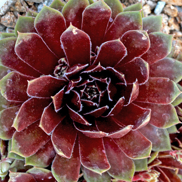 Sempervivum 'Heigham Red' | Mountain Crest Gardens™