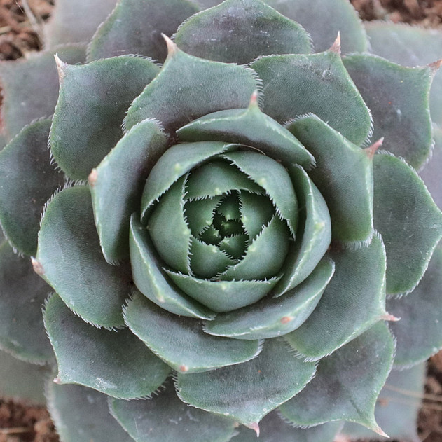 Sempervivum 'Magnificum'