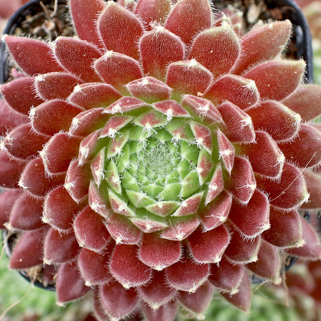 Sempervivum 'Maigret' (Mature) - April