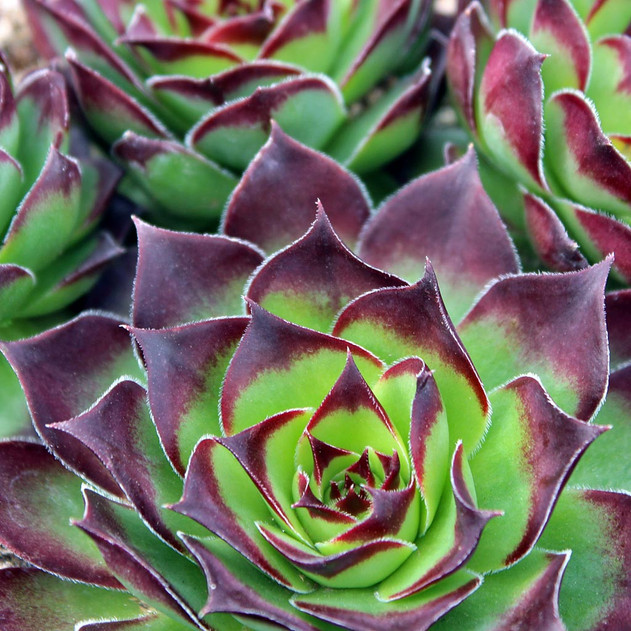Sempervivum tectorum 'Isella' (Mature) - Late Spring