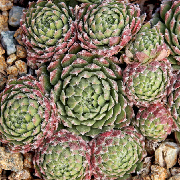 Sempervivum 'Jubilee' (Outdoors) - November