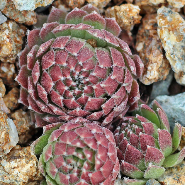 Sempervivum 'Jubilee' (Outdoors) - February