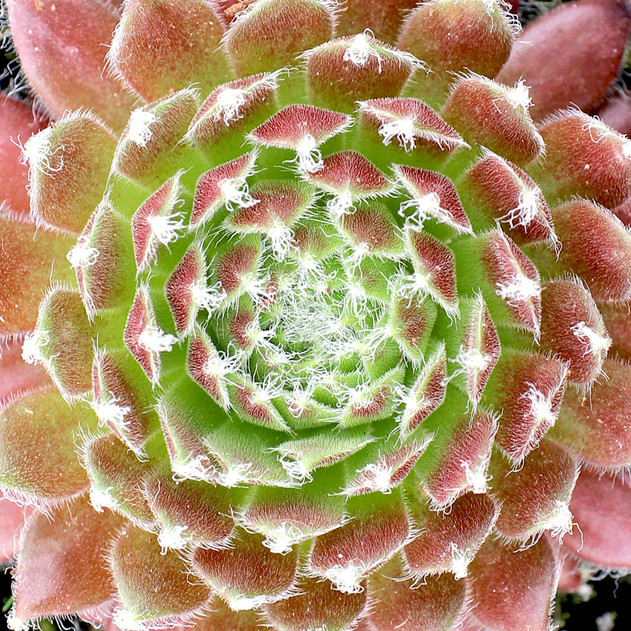 Sempervivum 'King George' (Young) - May