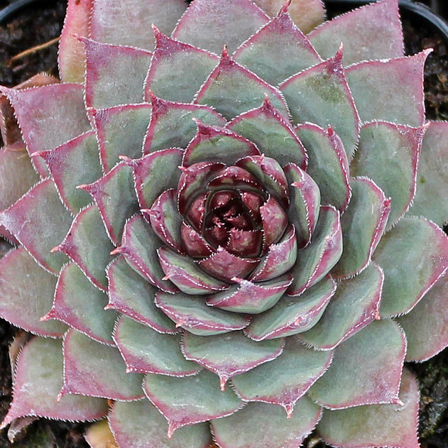 Sempervivum tectorum (triste)