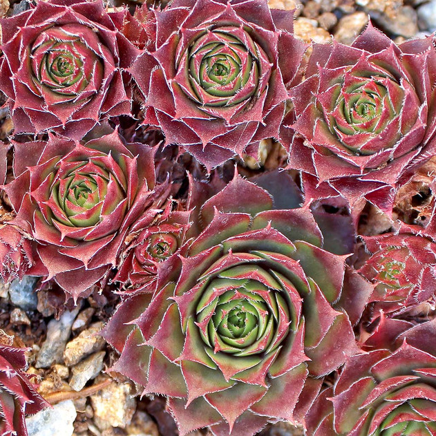 Sempervivum 'Old Copper' (Outdoors) - November