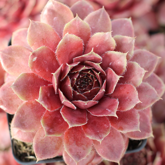 Sempervivum 'Old Copper' (Mature) - April