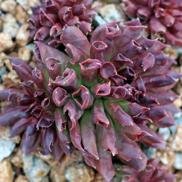 Sempervivum 'Oddity' (Outdoors) - February