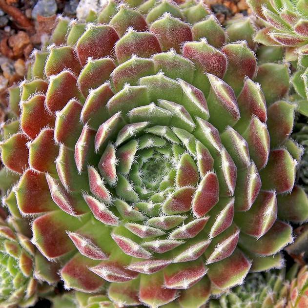 Sempervivum 'Poke Eat' (Outdoors) - August