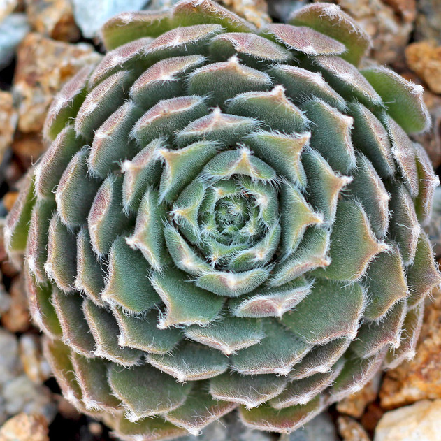 Sempervivum 'Poke Eat' (Outdoors) - February