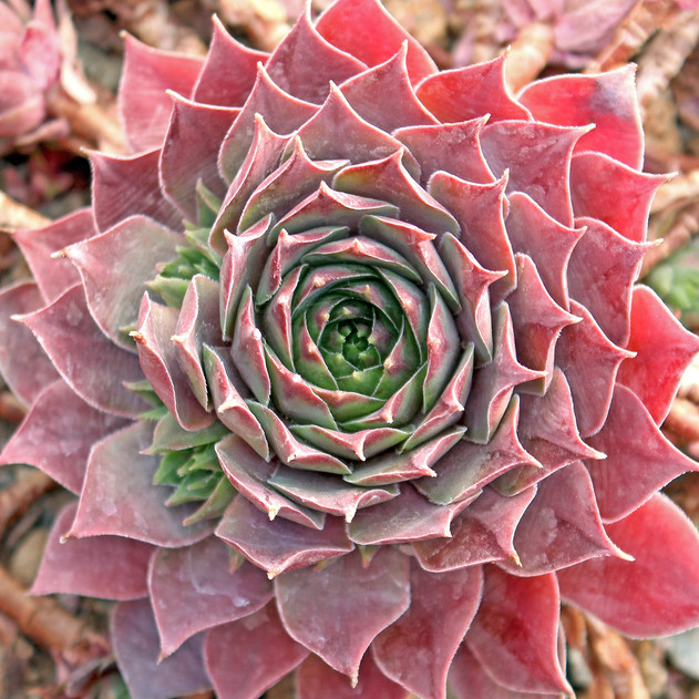 Sempervivum 'Purple Passion' (Outdoors) - November