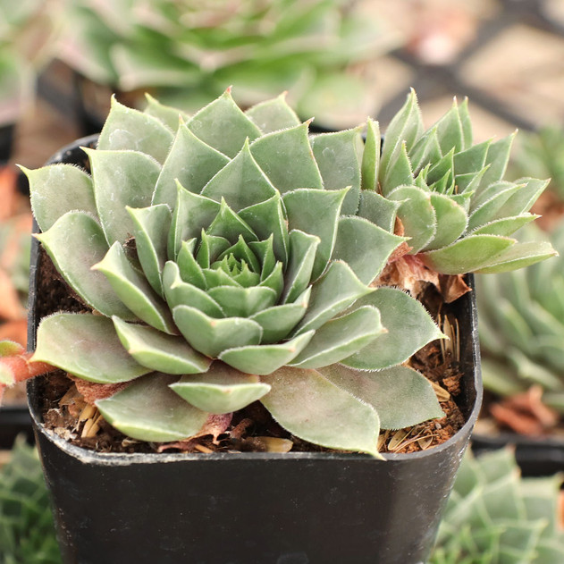 Sempervivum 'Purple Passion' - November