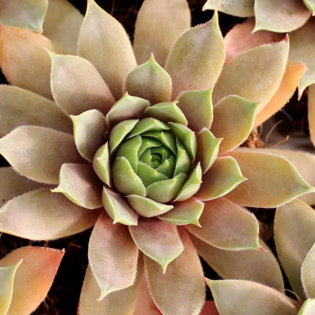 Sempervivum 'Purple Passion' (Mature) - September
