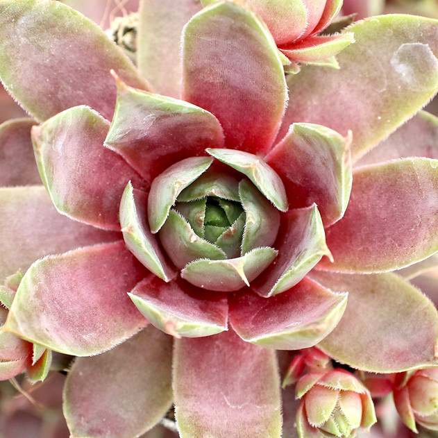 Sempervivum 'Purple Passion' (Young) - May