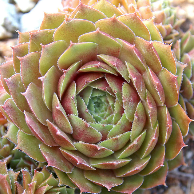 Sempervivum 'Rogin' (Outdoors) - August