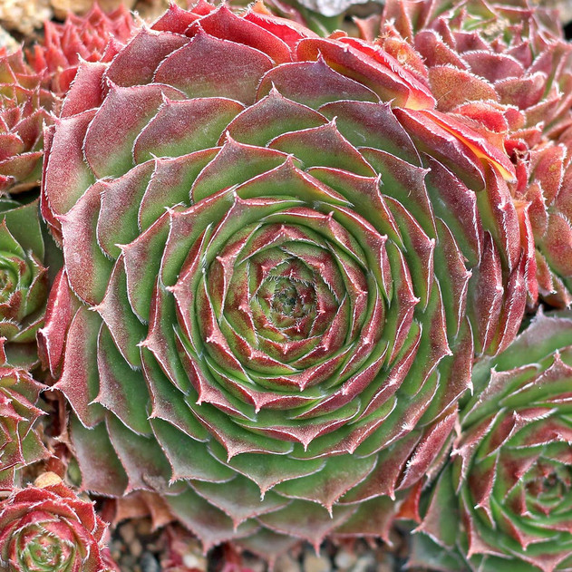 Sempervivum 'Rogin' (Outdoors) - November