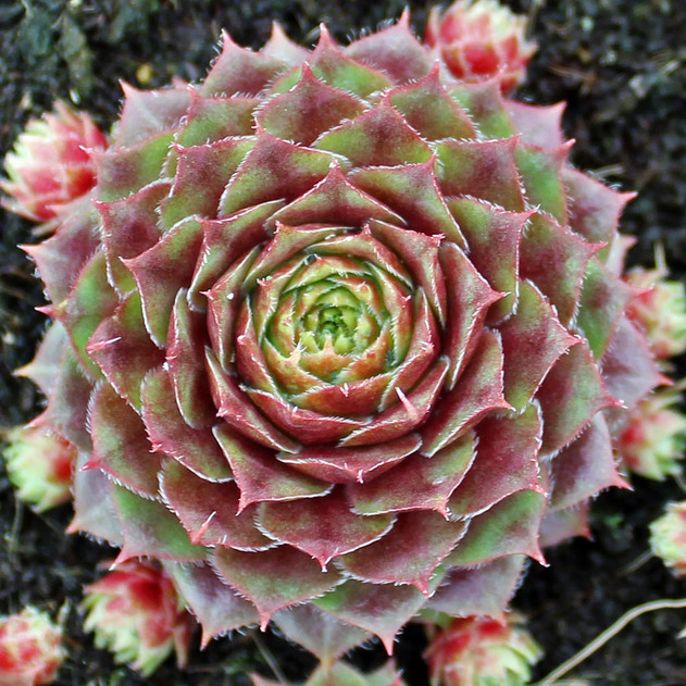 Sempervivum 'Rogin' (Mature)