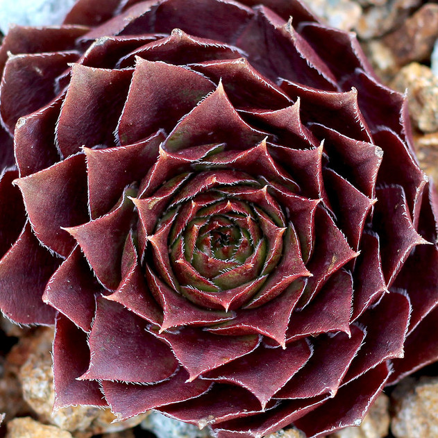 Sempervivum 'Rogin' (Outdoors) - February