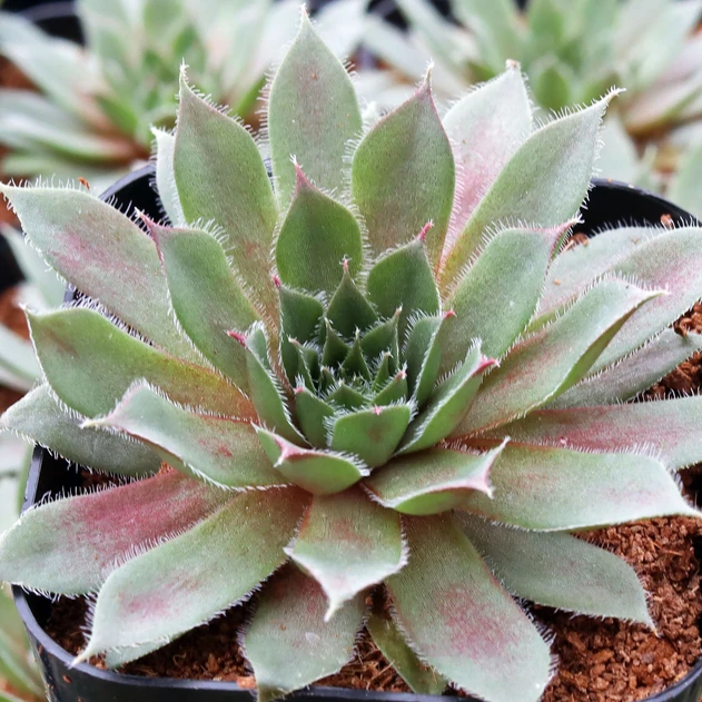 Sempervivum 'Royal Ruby'