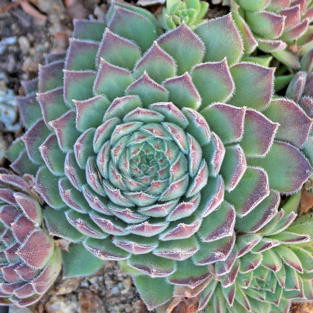 Sempervivum 'Pyrenaicum' (Outdoors) - November
