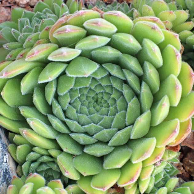 Sempervivum 'Pyrenaicum' (Outdoors) - August