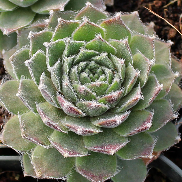 Sempervivum 'Raspberry Ice' (Mature)
