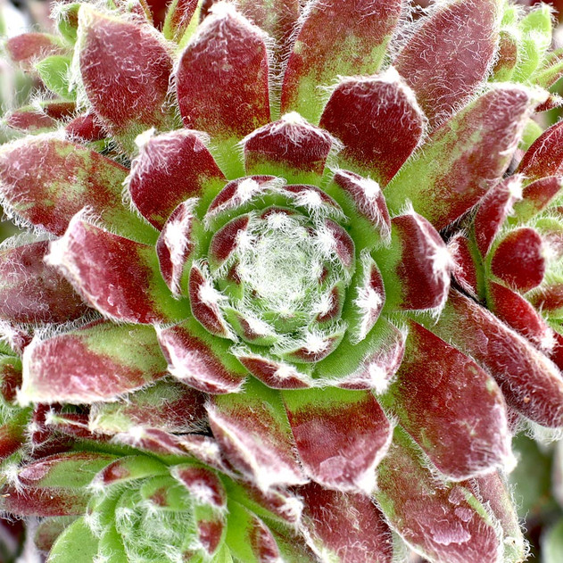 Sempervivum 'Raspberry Ice' (Young)- May