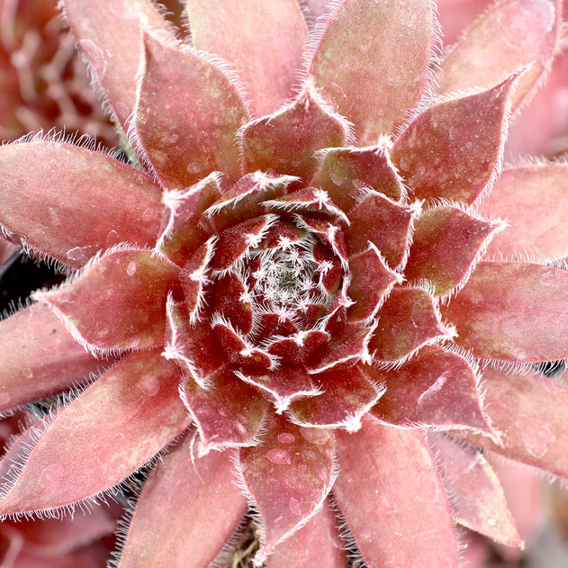 Sempervivum 'Red Wings' (Young) - April