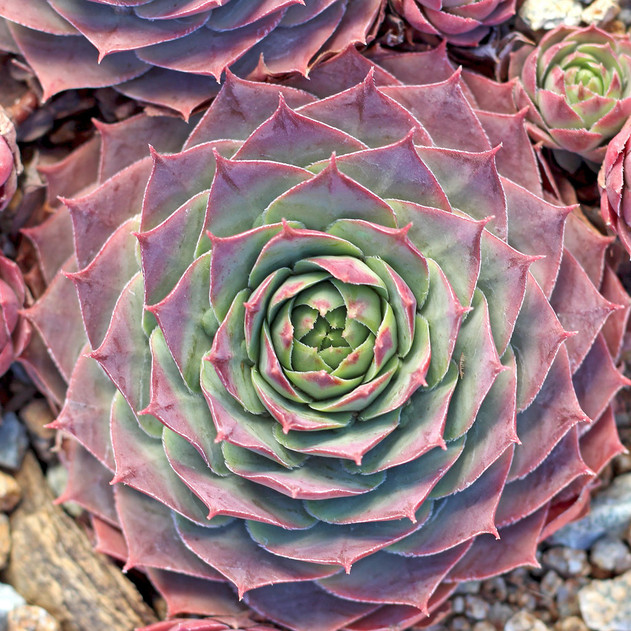 Sempervivum 'Pink Delight' (Outdoors) - November
