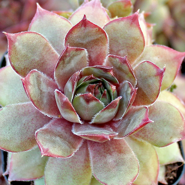 Sempervivum 'Pink Delight'