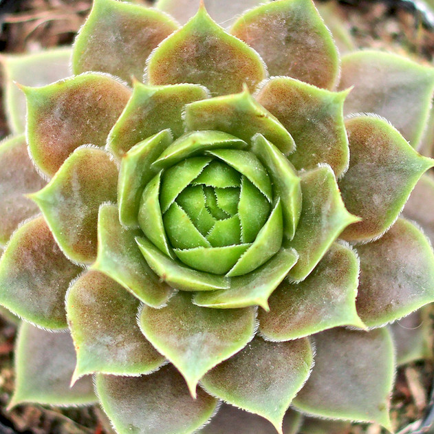 Sempervivum 'Pink Delight' - November