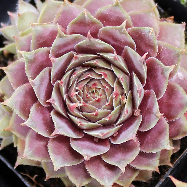 Sempervivum 'Topaz' (Mature)