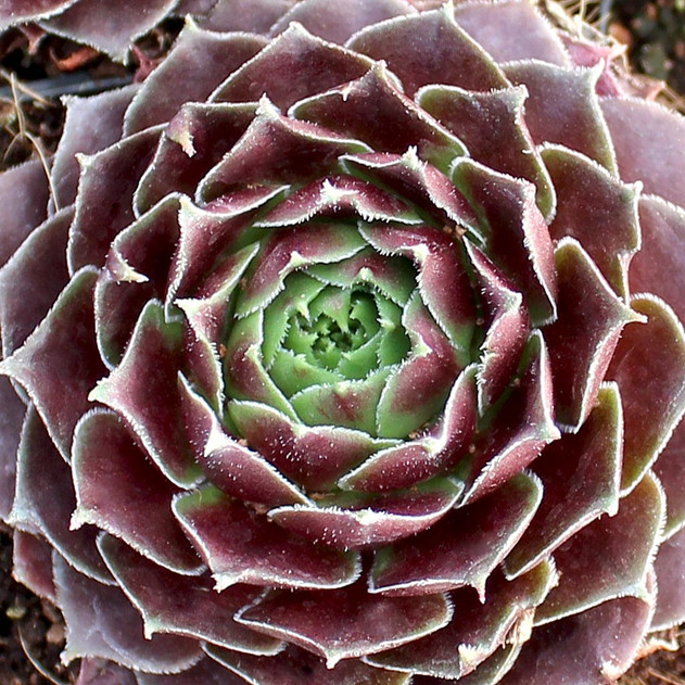 Sempervivum 'Rubikon'