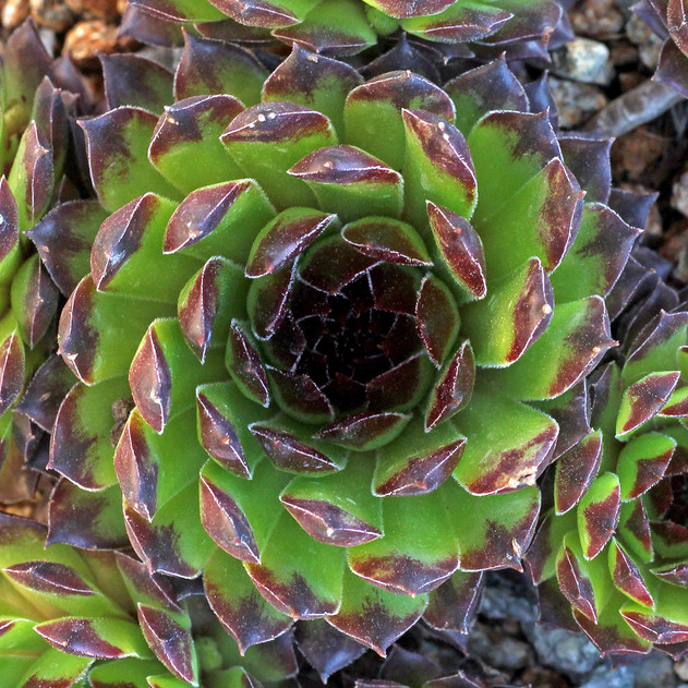 Sempervivum 'Reinhardt' (Outdoors) - May