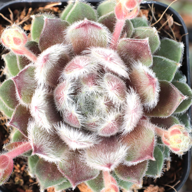 Sempervivum 'Silver Thaw'