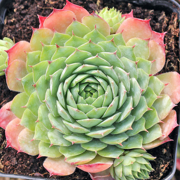 Sempervivum 'Thayne' (Mature) - May
